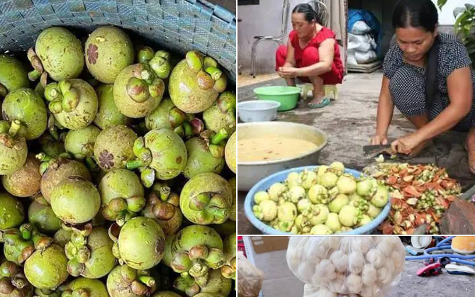 Việc nhẹ lương cao đúng nghĩa lúc này: Gọt măng cụt xanh