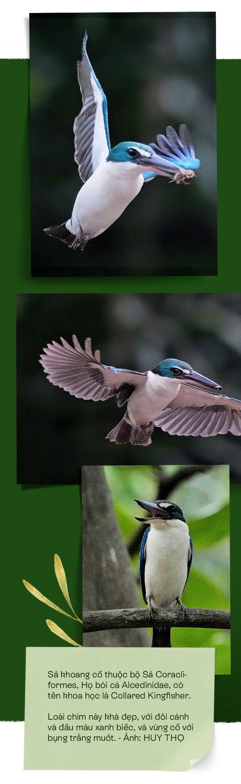 Khám phá hơn 57 về mô hình nuôi chim trĩ đỏ khoang cổ mới nhất - Tin học  Đông Hòa