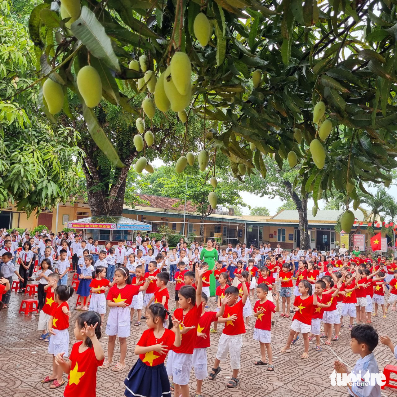 Học sinh vui chơi dưới tán xoài trĩu quả - Ảnh: N.THẮNG