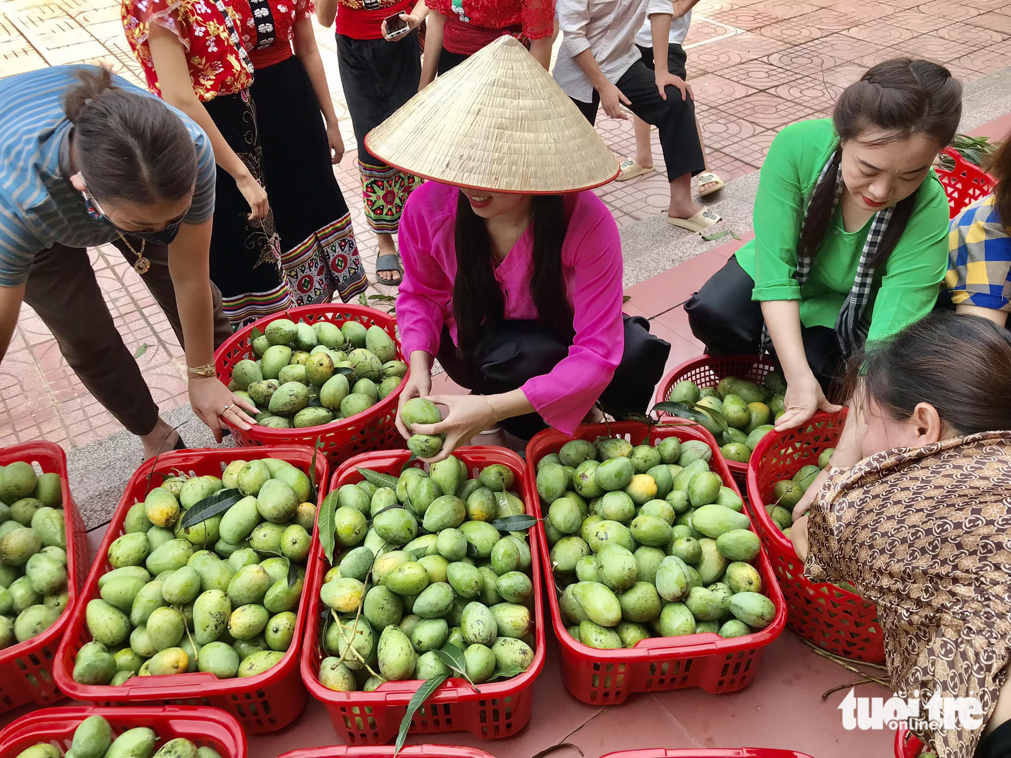 Thầy cô phân loại xoài, chia đều cho học sinh - Ảnh: N.THẮNG