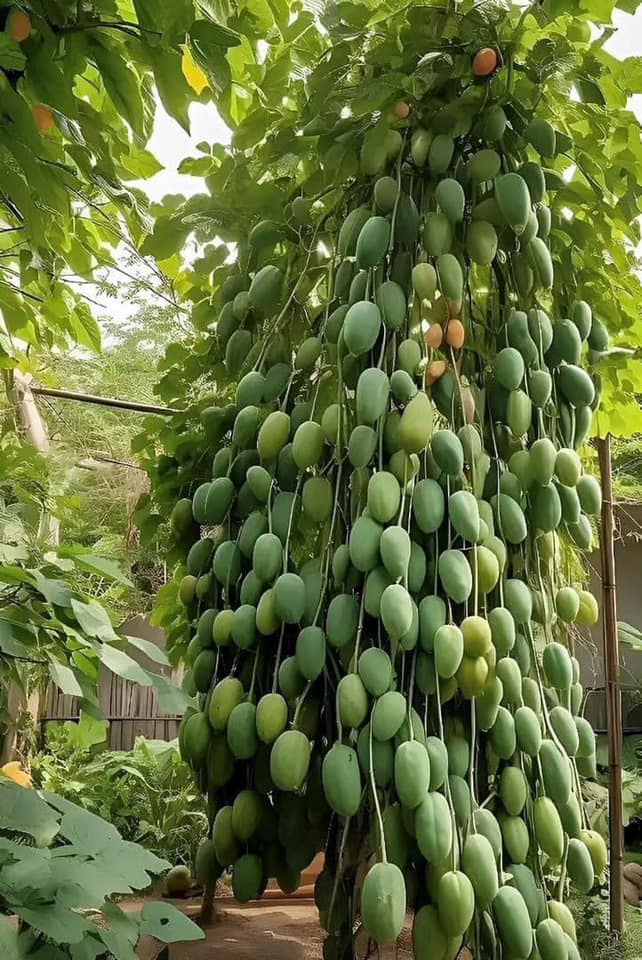 Loạt ảnh trái cây siêu to khổng lồ nghi là sản phẩm AI - Ảnh 1. Loạt ảnh trái cây siêu to khổng lồ nghi là sản phẩm AI - Ảnh 1.