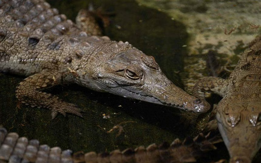 Trung Quốc: Hơn 70 con cá sấu 