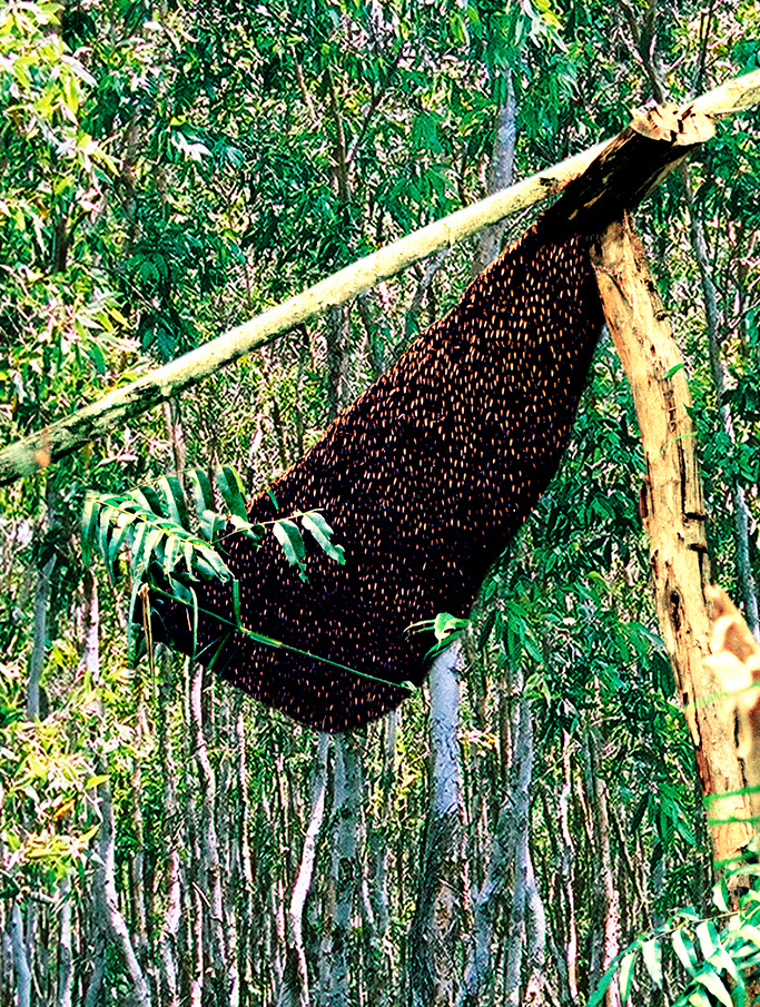 Gác kèo ong - chuyện cổ tích có thật ở rừng U Minh - Kỳ 3: Bí quyết săn mật ong rừng U Minh - Ảnh 2.
