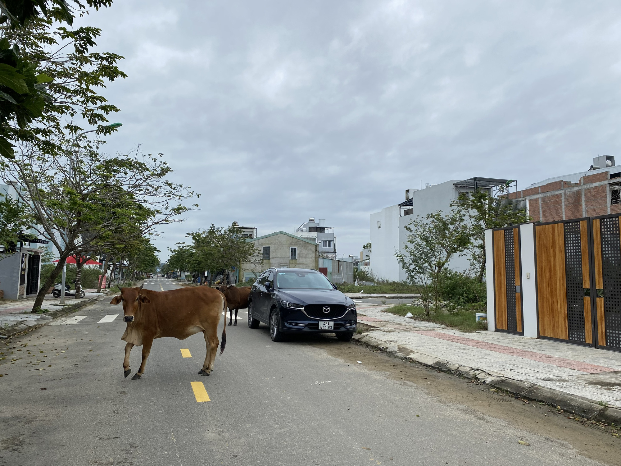 Bò thả rông đi lông nhông trong khu đô thị ở quận Ngũ Hành Sơn,  Đà Nẵng - Ảnh: TRƯỜNG TRUNG
