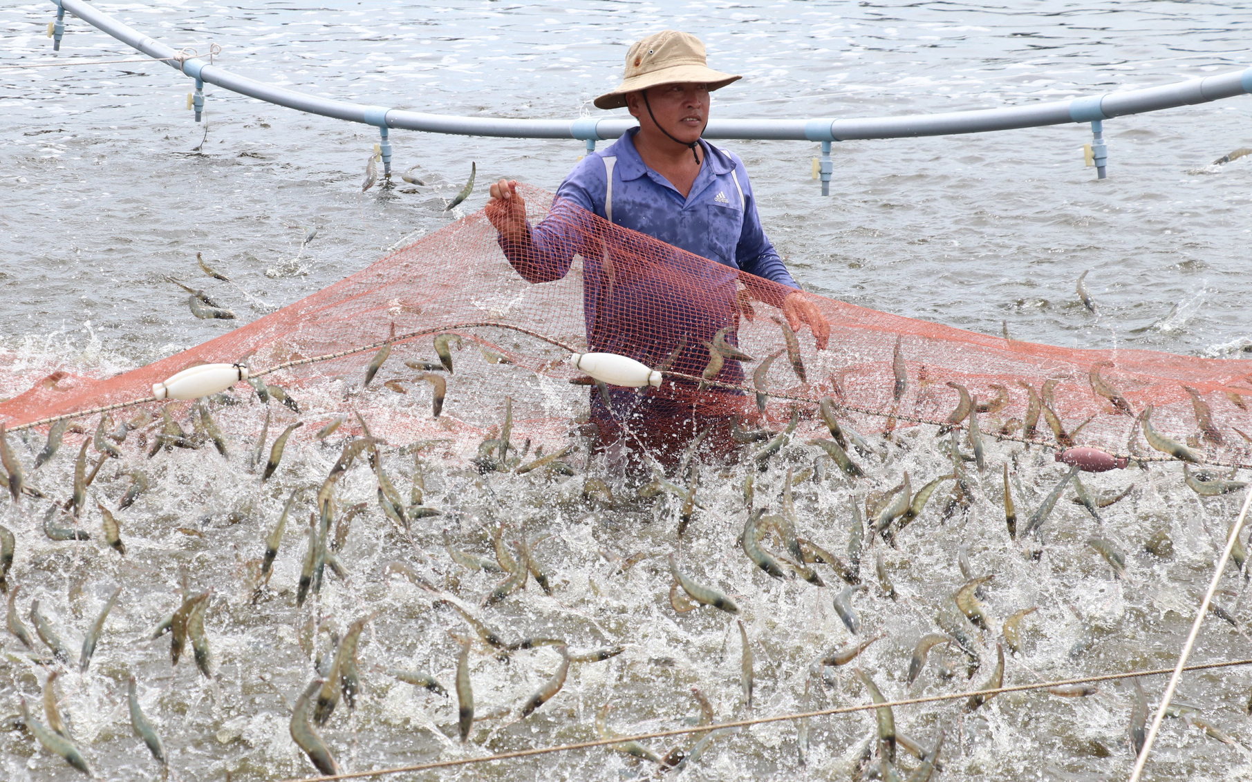 Đặt kế hoạch lãi lớn, ‘vua tôm’ Minh Phú bất ngờ báo lỗ kỉ lục - Ảnh 2.