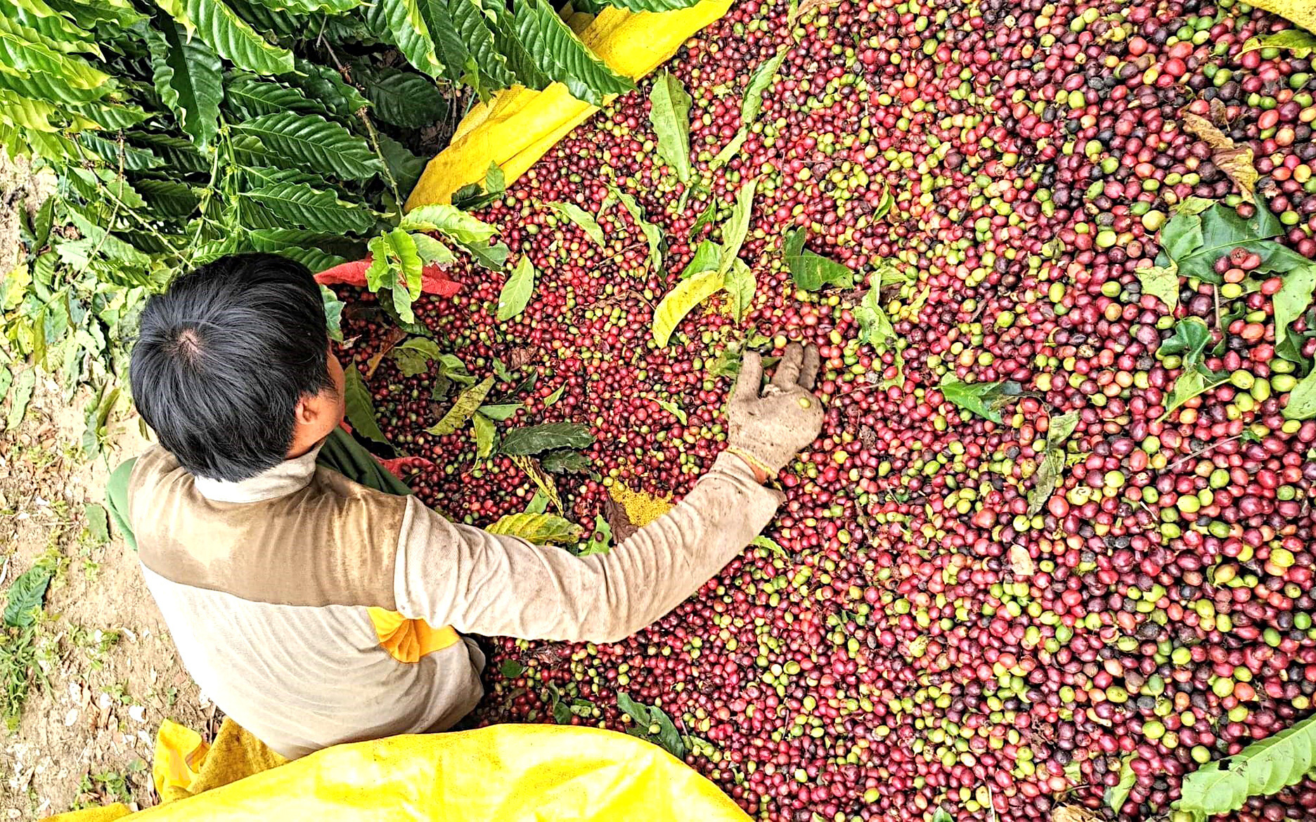 Đọc hiểu luật chống phá rừng của EU