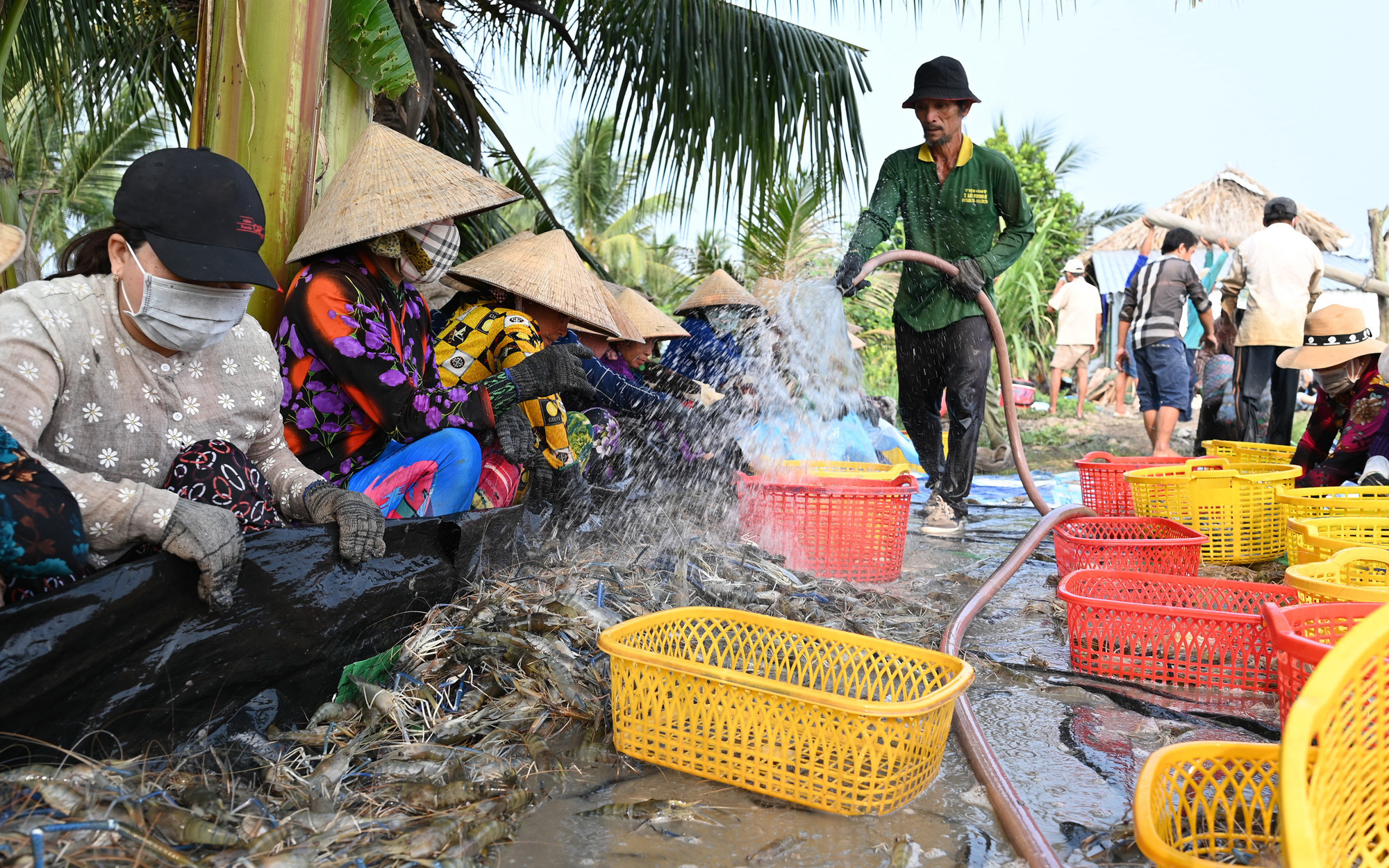 Miền Tây lo trước để né hạn mặn