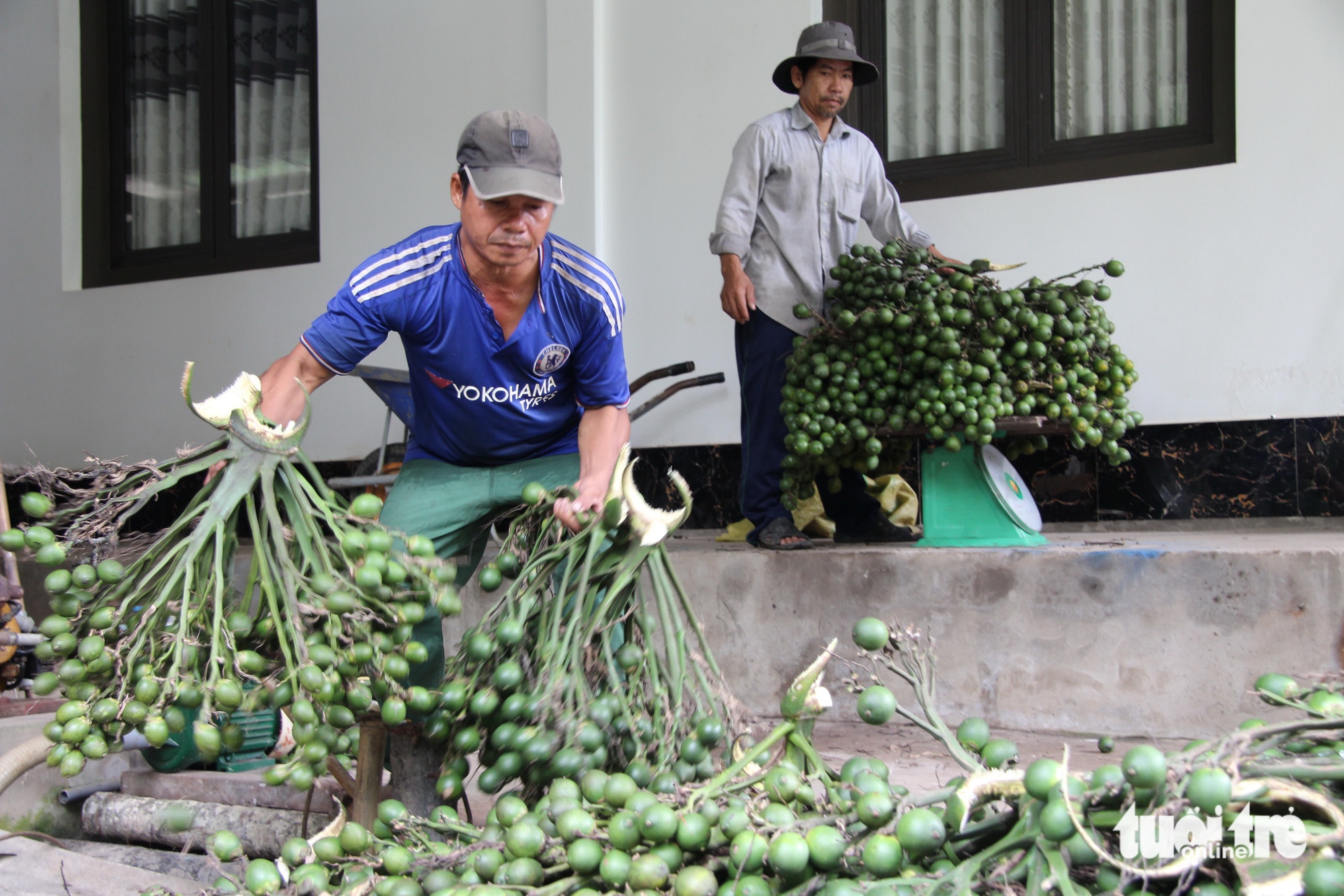 Thời điểm cau có giá hái trái 3.000 đồng/kg, trong khi sức các thợ leo cau mỗi ngày có thể hái 1 tấn trái, tương đương 3 triệu đồng/ngày