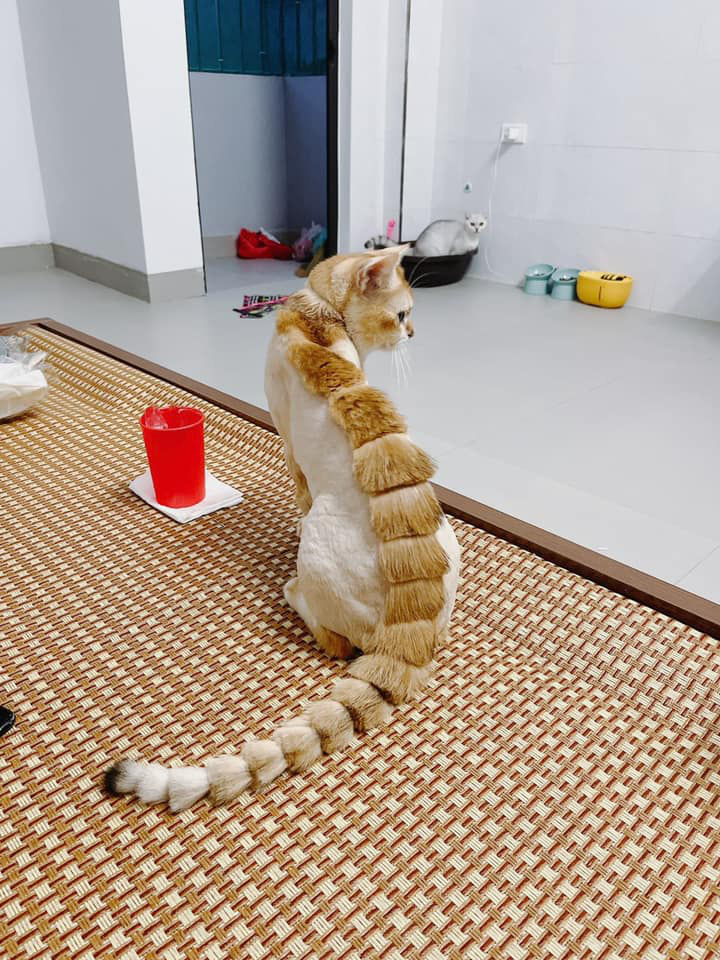 Muôn kiểu mái ngói cho thú cưng khi mùa hè ập đến - Ảnh 2. Muôn kiểu mái ngói cho thú cưng khi mùa hè ập đến - Ảnh 2.