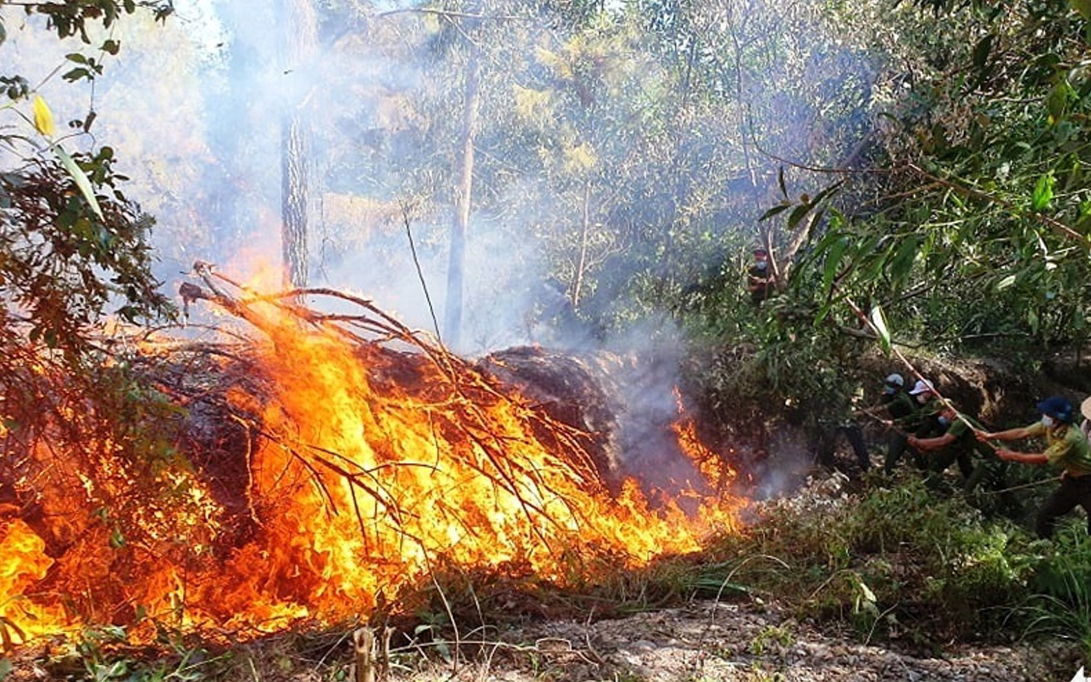 Bắt giám đốc ban quản lý rừng phòng hộ ở Huế liên quan vụ đấu giá rừng thông