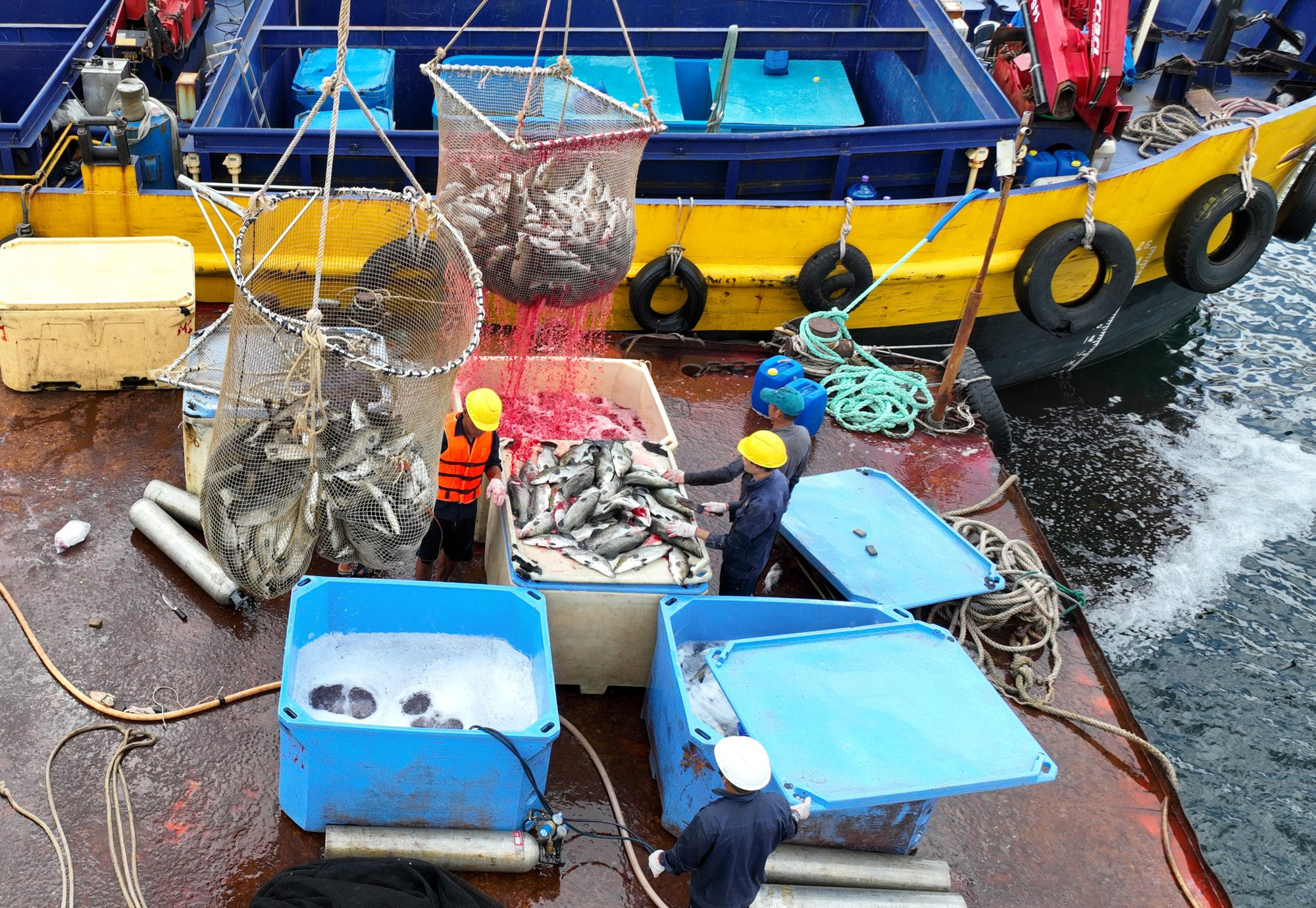Thu hoạch thủy sản bằng các biết bị, áp dụng công nghệ cao của Công ty TNHH thủy sản Australis Việt Nam - Ảnh: TRẦN HƯỚNG