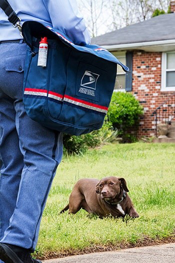 Hơn 5.300 bưu tá bị chó cắn ở Mỹ dù gia chủ khẳng định bé ngoan - Ảnh 1.
