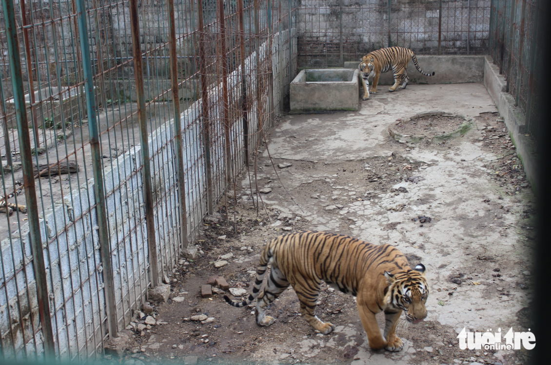 Một gia đình ở Thái Nguyên nuôi 6 con hổ, 20 năm mới bàn giao cho cứu hộ động vật hoang dã - Ảnh 1.