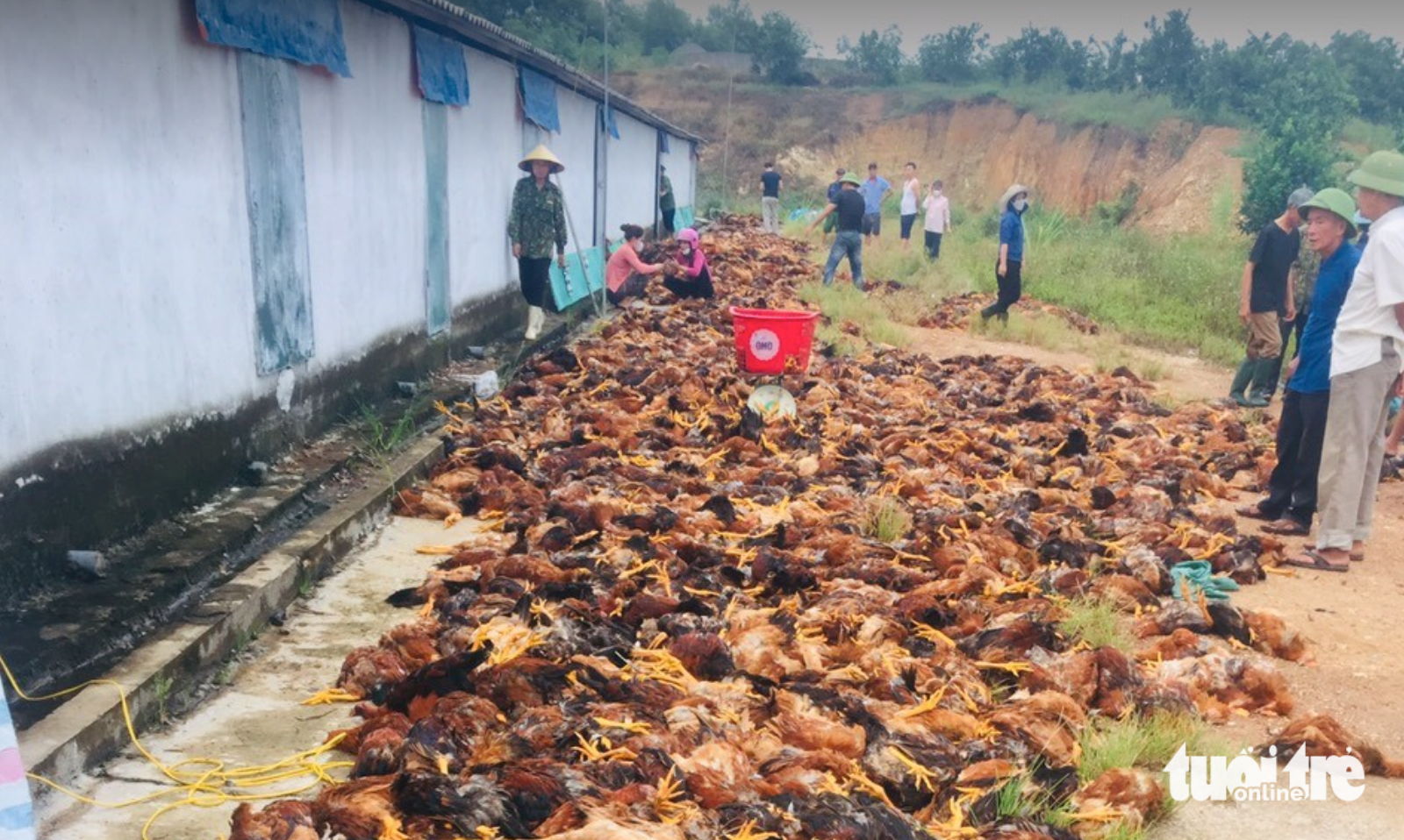 Hàng ngàn con gà trong trang trại gia đình anh Phố bị chết ngạt do sự cố điện - Ảnh: HÀ ANH