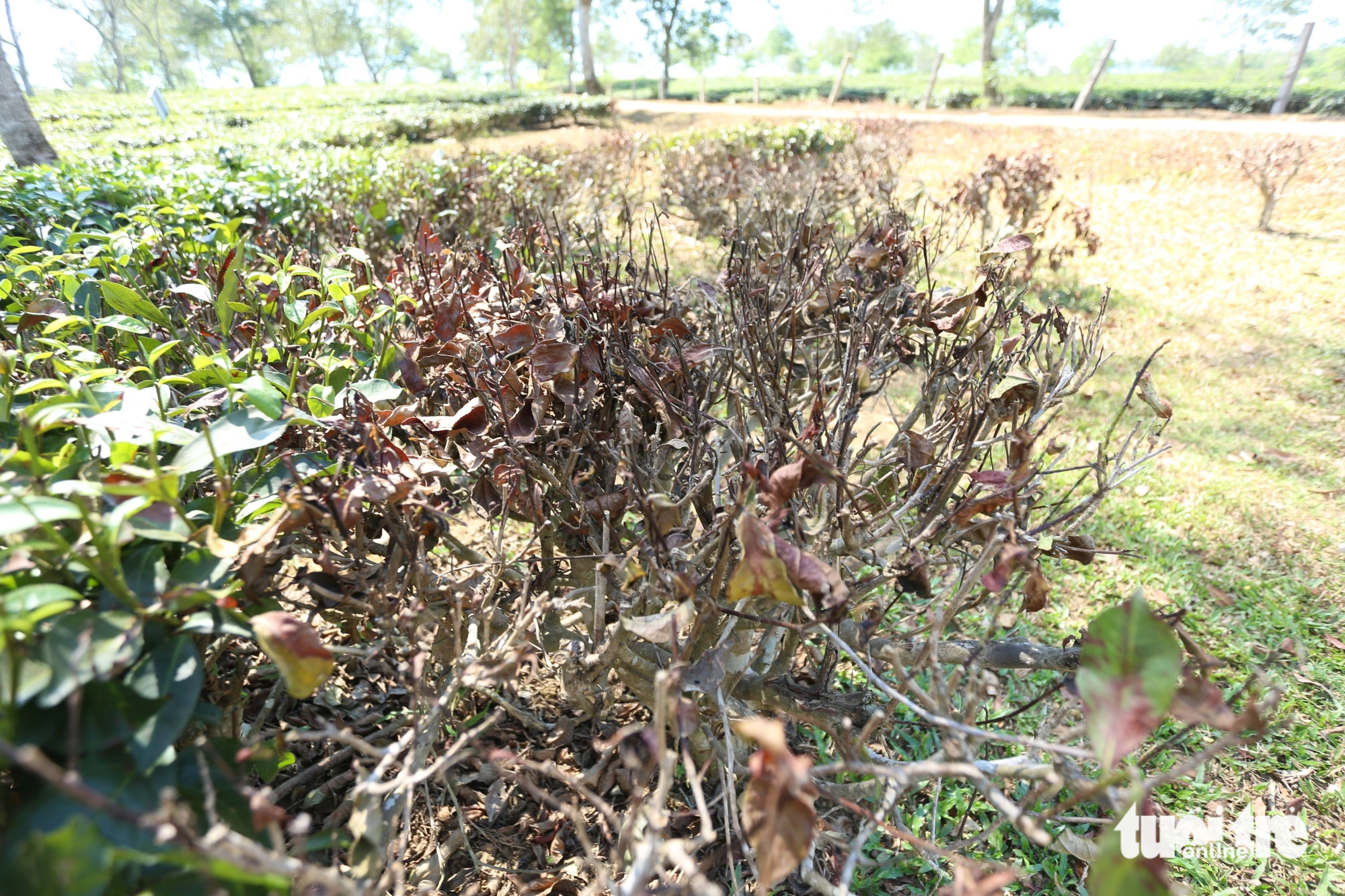 Nhiều cây chè ở vùng trồng chè huyện Hương Khê, Hà Tĩnh chết héo - Ảnh: LÊ MINH