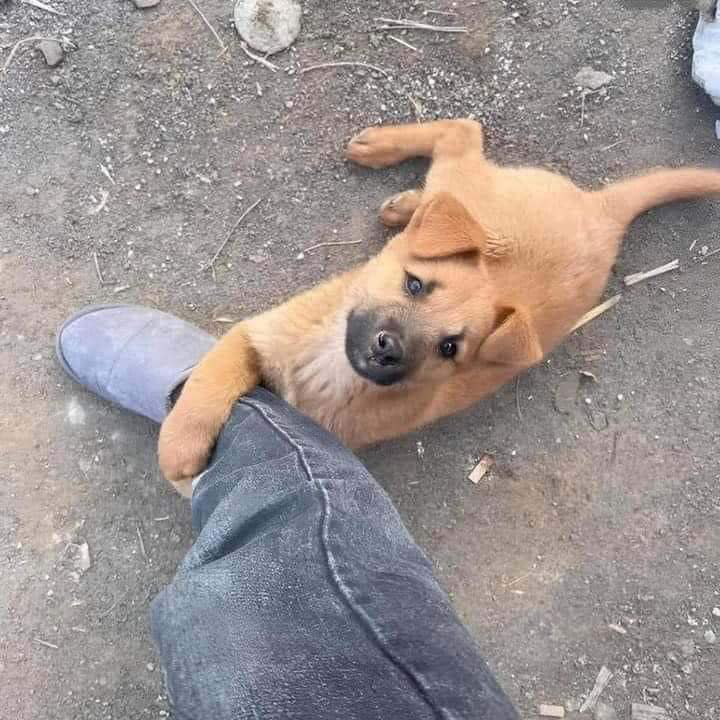 “The Hopeful Embrace: A Profound Message Shared by a Homeless Dog’s Heartfelt Hug”