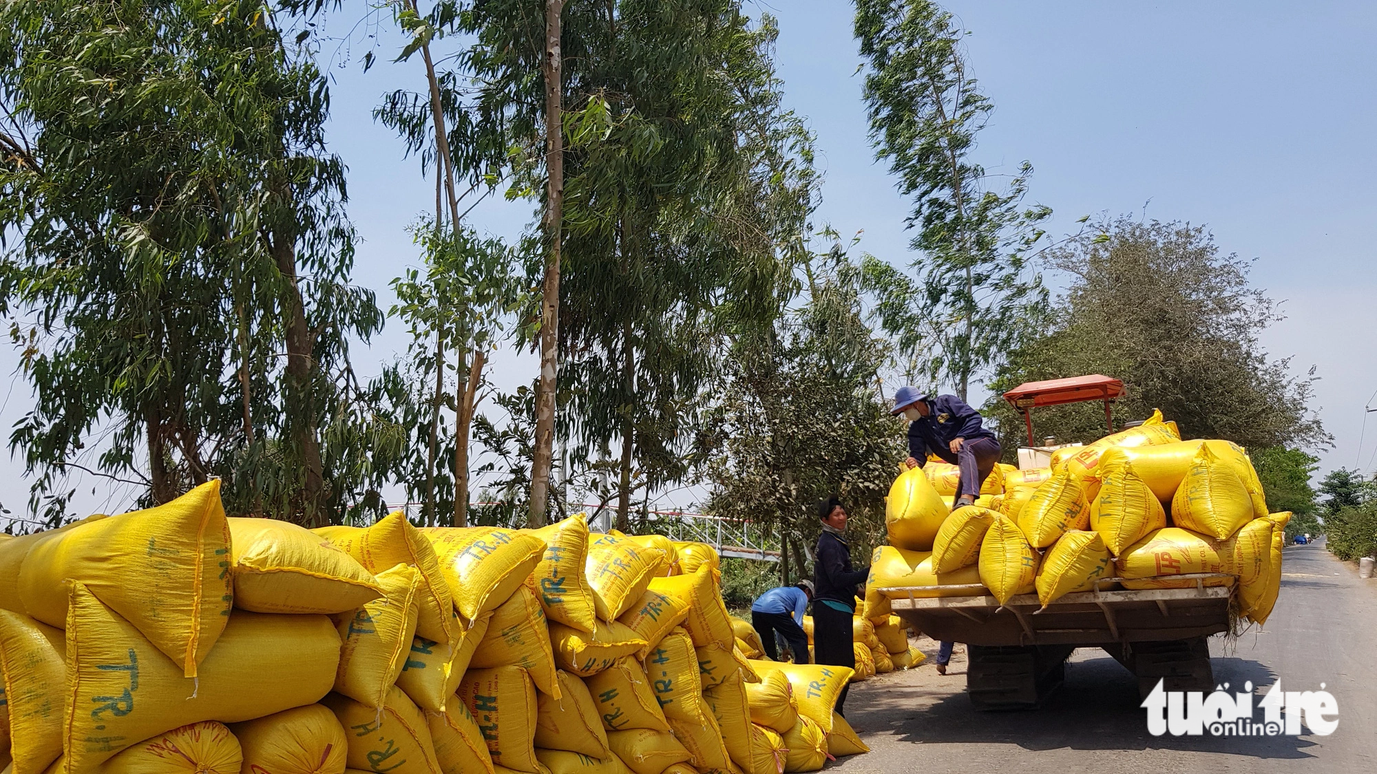 Nông dân An Giang đang phấn khởi vì giá lúa tăng mạnh, cao nhất từ trước đến nay trong vụ hè thu - Ảnh: BỬU ĐẤU