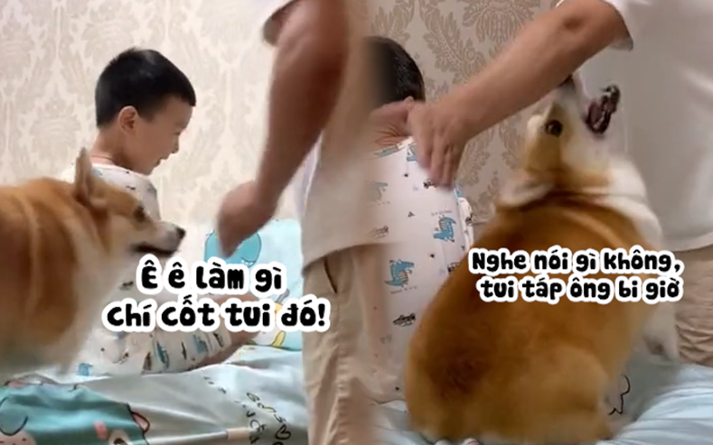 Corgi mũm mĩm thi marathon, nhiều chú quên cả chạy- Ảnh 8. Chú chó corgi một mực bảo vệ cậu chủ nhỏ siêu đáng yêu