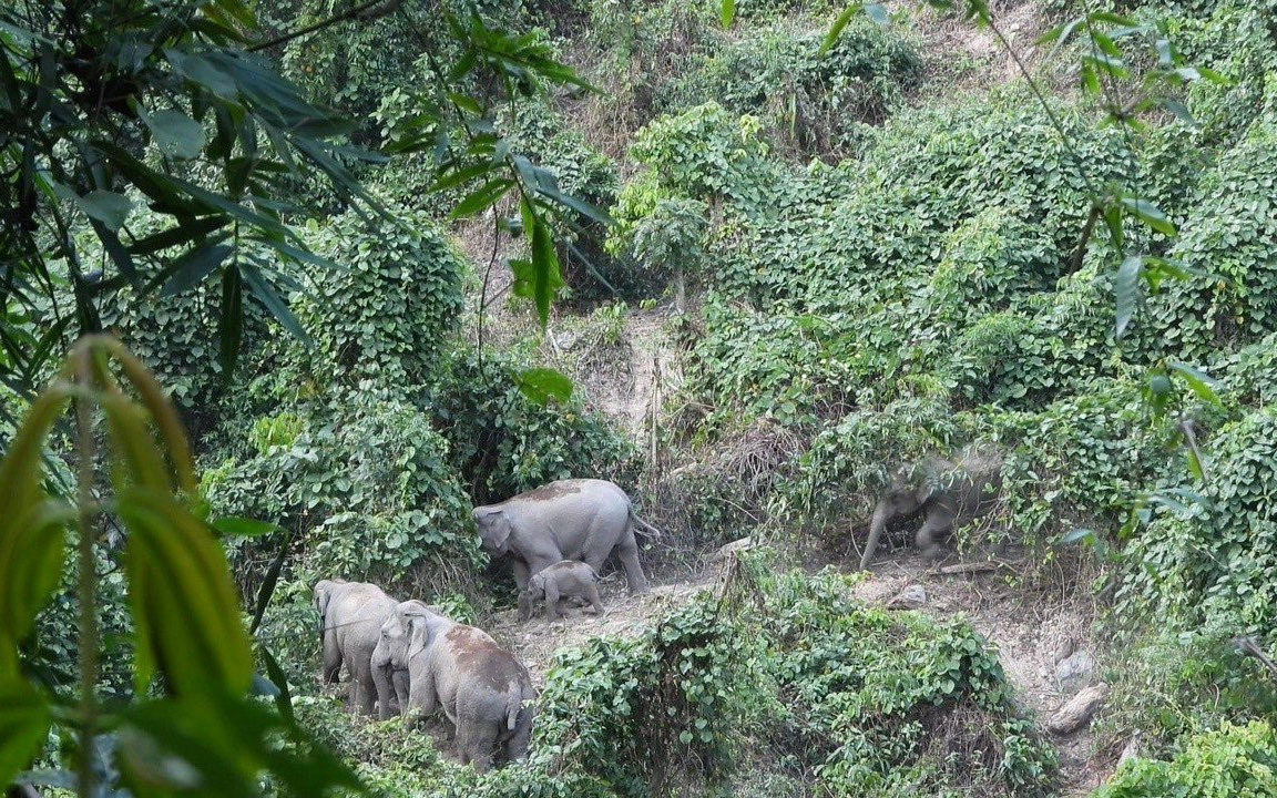 Giữ mái nhà an toàn cho voi rừng