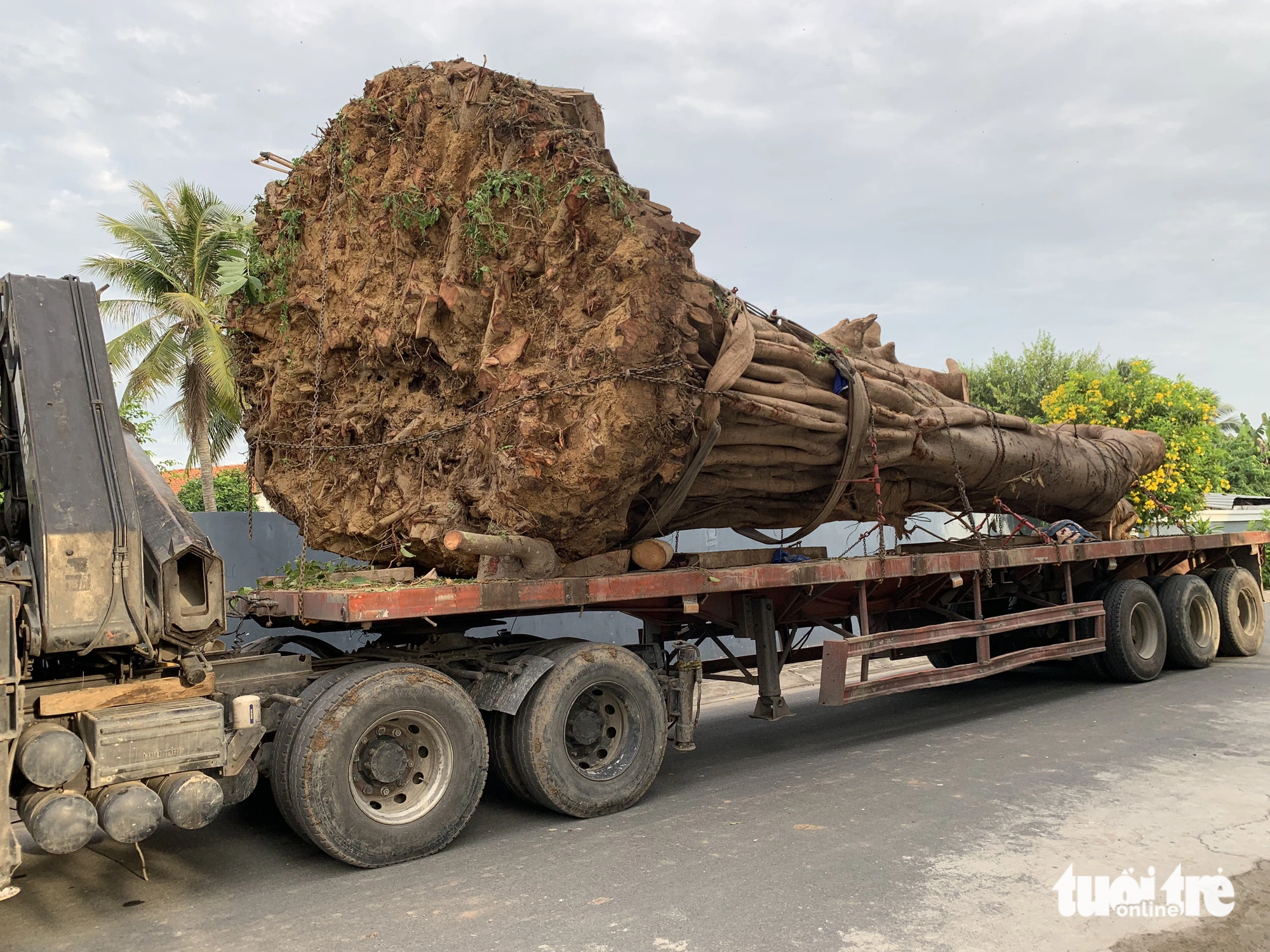 Trước đó, cuối tháng 6, người dân khu dân cư Lê Chân đã chặn xe tải chở "cây khủng" vào đường cấm lúc giữa đêm - Ảnh: bạn đọc cung cấp