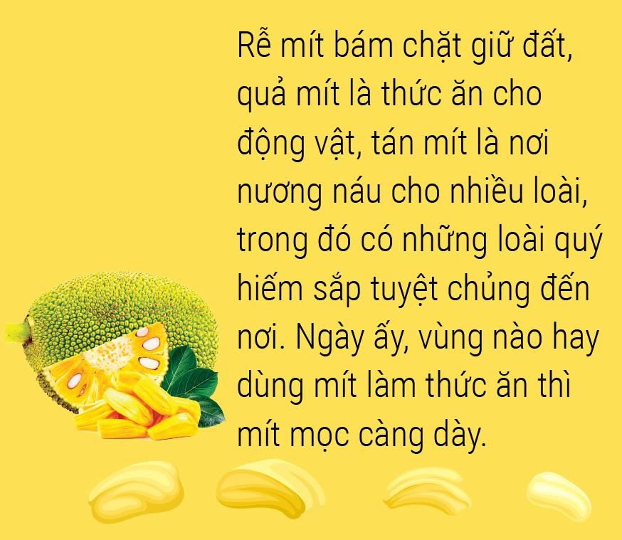 Một lịch sử thơm nức: Hãy yêu lấy mít và hạt mít - Ảnh 14.