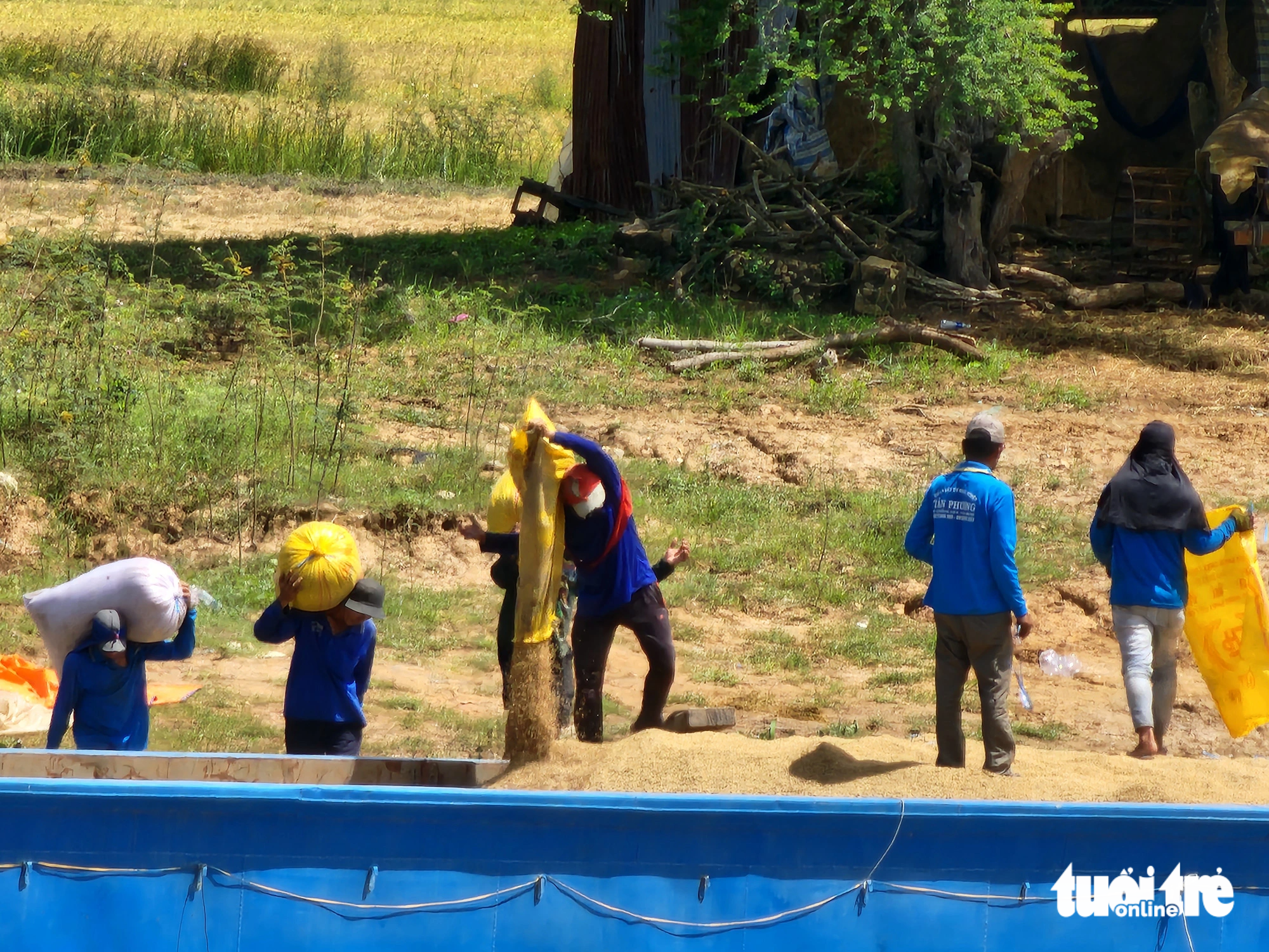 Nông dân trồng lúa, nếp đều phấn khởi vì thu nhập lúa hè thu tăng cao hơn so với nhiều năm - Ảnh: BỬU ĐẤU