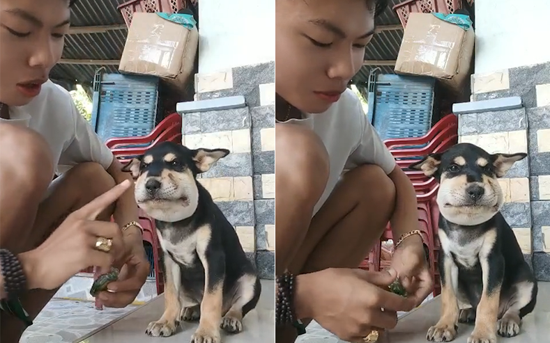 Cô gái gen Z bỏ việc, mang cún con vào các văn phòng - Ảnh 2.