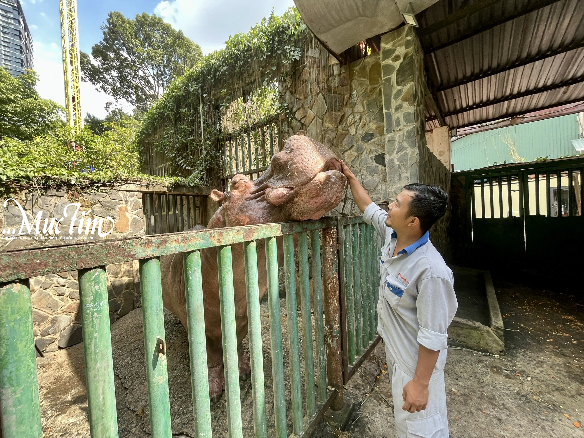 Anh Phúc Thịnh đang vuốt ve dỗ dành Tô, chú hà mã ba bị tách riêng ở Thảo cầm viên Sài Gòn- Ảnh: NGUYÊN THẢO.