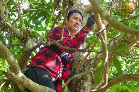 『The First Lives』でマンゴーを摘むホイ・カーン - 写真: VTV9 『ザ・ファースト・ライフ』でマンゴーを摘むホイ・カーン - 写真: VTV9