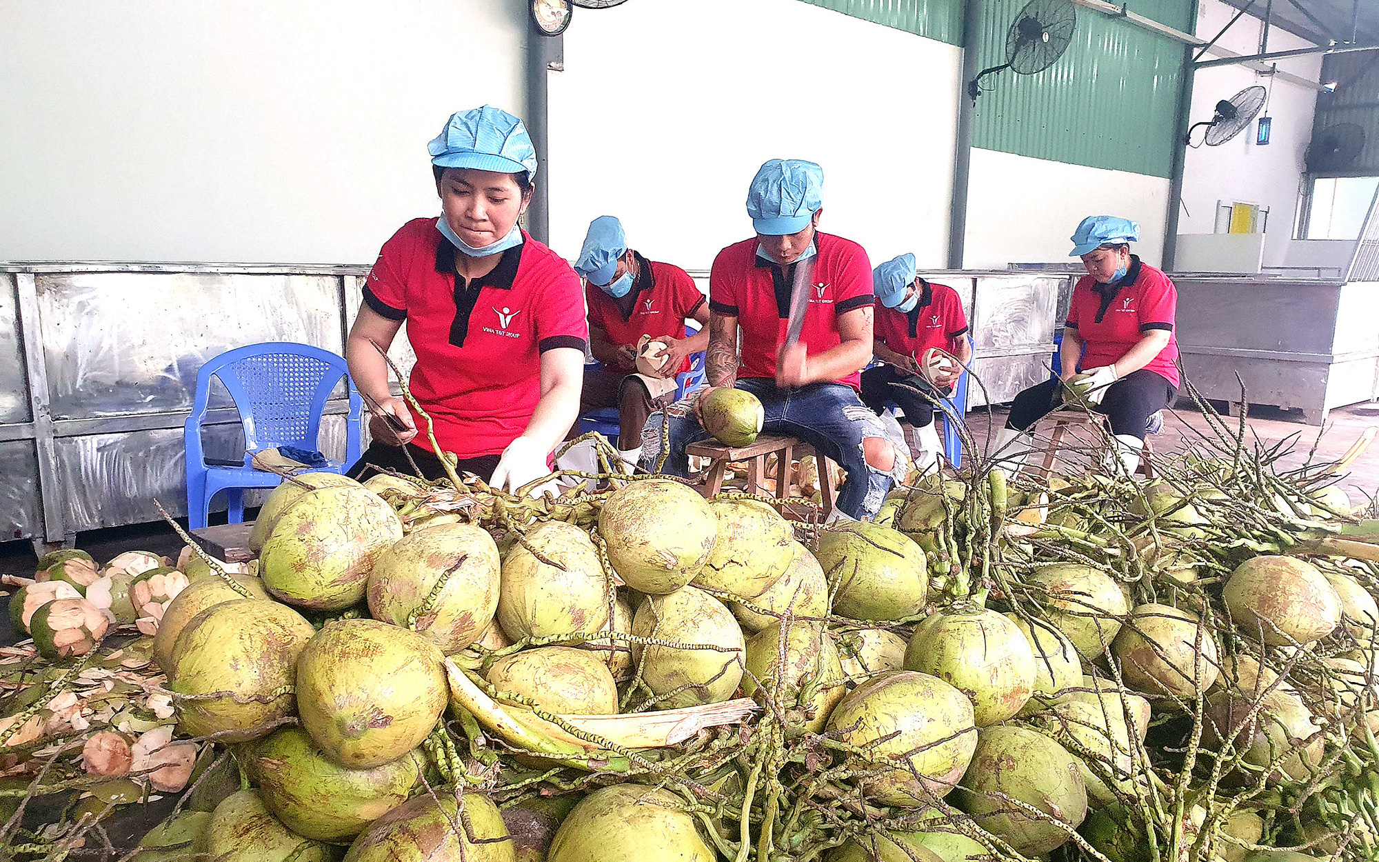 Doanh nghiệp 'săn lùng' dừa tươi để xuất khẩu qua Trung Quốc - Ảnh 2.