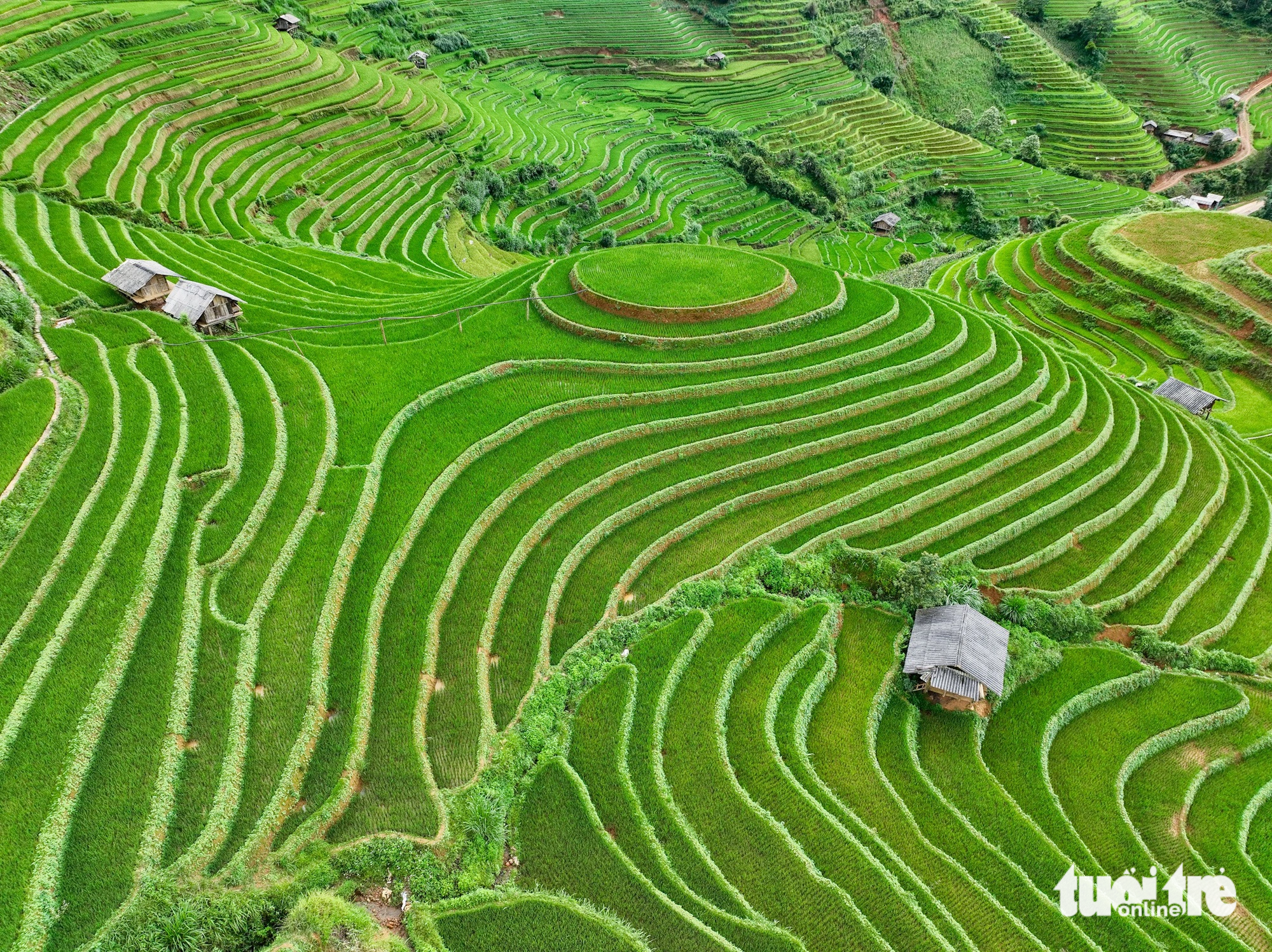 Đồi mâm xôi (xã La Pán Tẩn, huyện Mù Cang Chải) đang chuẩn bị trổ đòng - Ảnh: NAM TRẦN