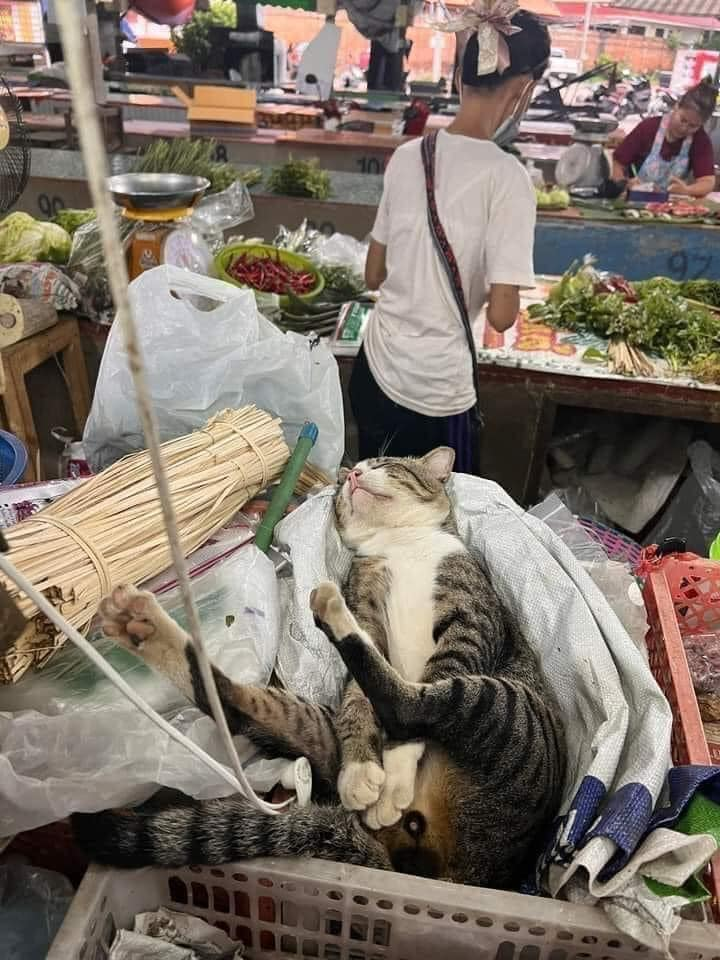 Ảnh vui 16-8: Áo dài đủ... sai - Ảnh 4. Ước được như con mèo.