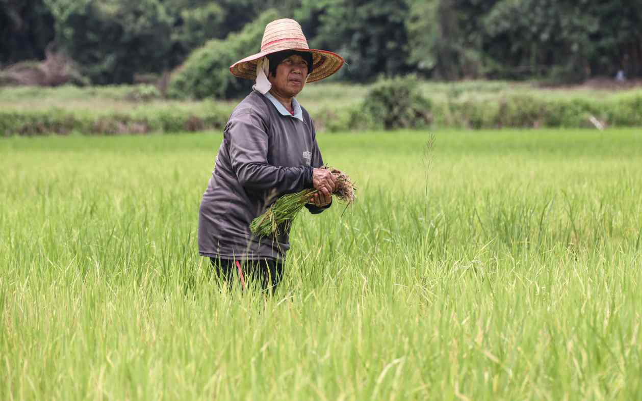 Nông dân trồng lúa ngoại, Thái Lan lo gạo Thái mất độ nhận diện- Ảnh 2. Thị trường gạo Thái Lan hỗn loạn vì Ấn Độ cấm xuất khẩu