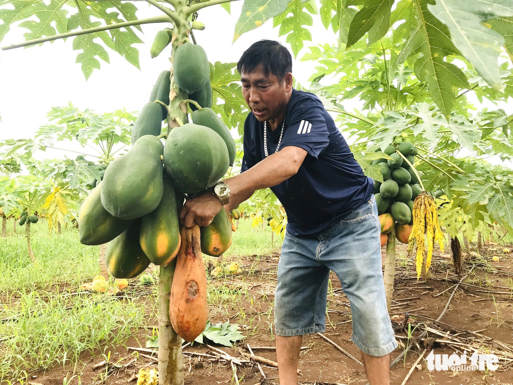 Người dân trồng đu đủ phải hái bỏ những quả chín - Ảnh: QUANG HUY