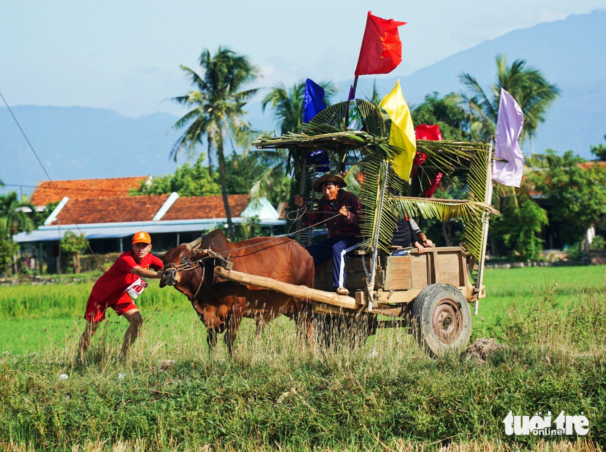 Nhiều con bò vì đua quá "nhiệt tình" nên chạy lệch đường đua, các thành viên của đội phải cố kéo bò quay trở lại - Ảnh: TRẦN HOÀI