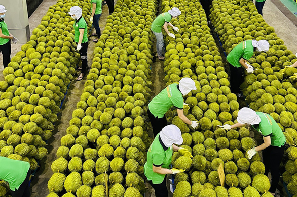 Sầu riêng được làm sạch sau thu hoạch để đóng gói xuất khẩu sang Trung Quốc - Ảnh: T.VY