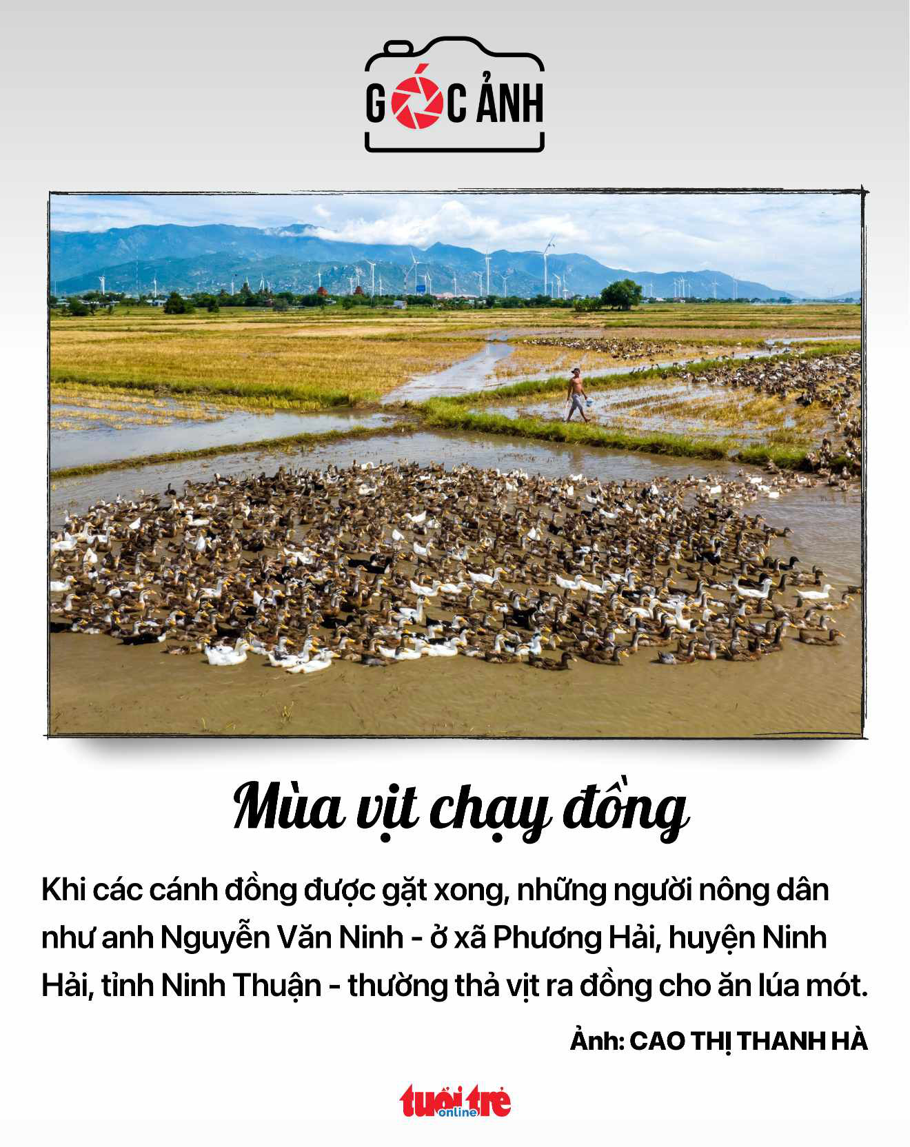 野原を走るアヒルの季節 - 写真: CAO THI THANH HA 野原を走るアヒルの季節 - 写真: CAO THI THANH HA