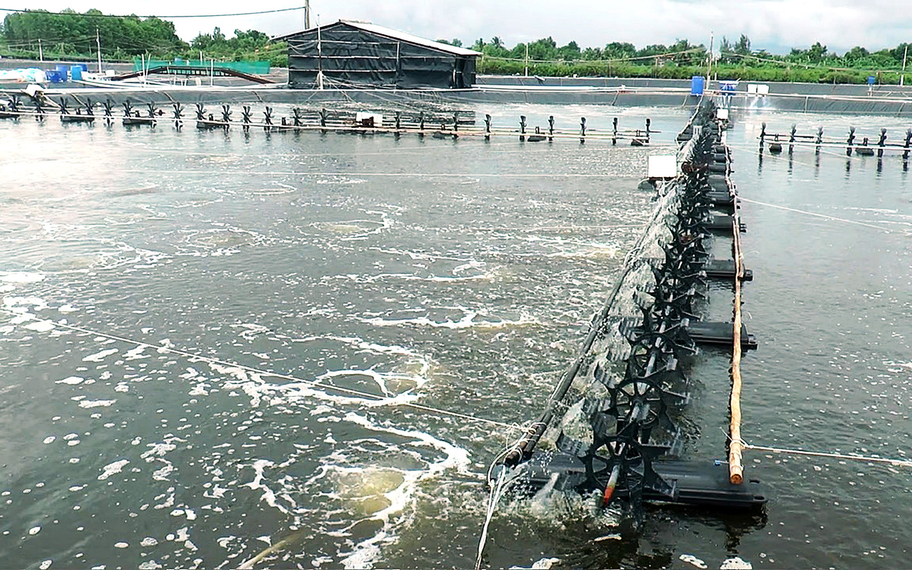 Giá tôm tăng trở lại, nông dân vẫn dè dặt xuống giống vụ mới