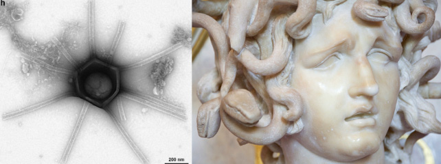 Ảnh trái là vi rút 'gorgon' rộng 410nm được tìm thấy trong đất của rừng Harvard. Ảnh phải: Tượng Medusa - Ảnh: BIORXIV
