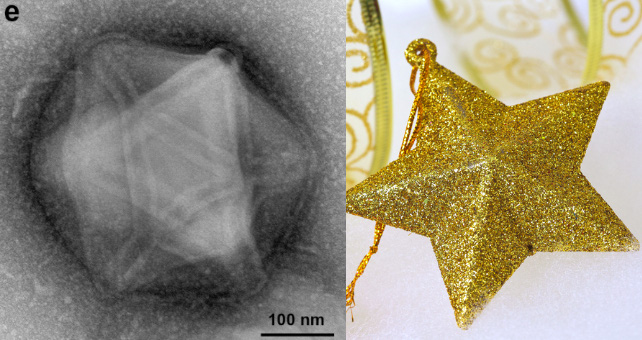  Virus 'christmas star' (trái) và một ngôi sao trên cây thông Noel (phải) - Ảnh: BIORXIV