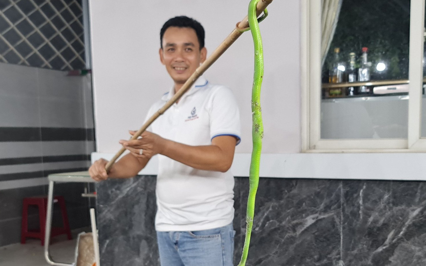 Mùa mưa nước ngập, đề phòng rắn lục đuôi đỏ cắn - Ảnh 2.