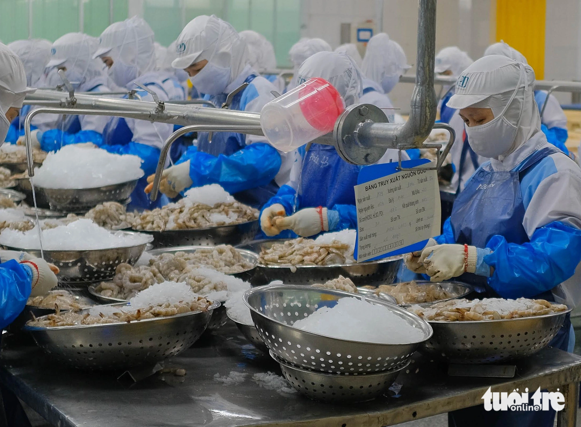 Công nhân chế biến tôm tại một nhà máy ở TP Đà Nẵng - Ảnh: TẤN LỰC