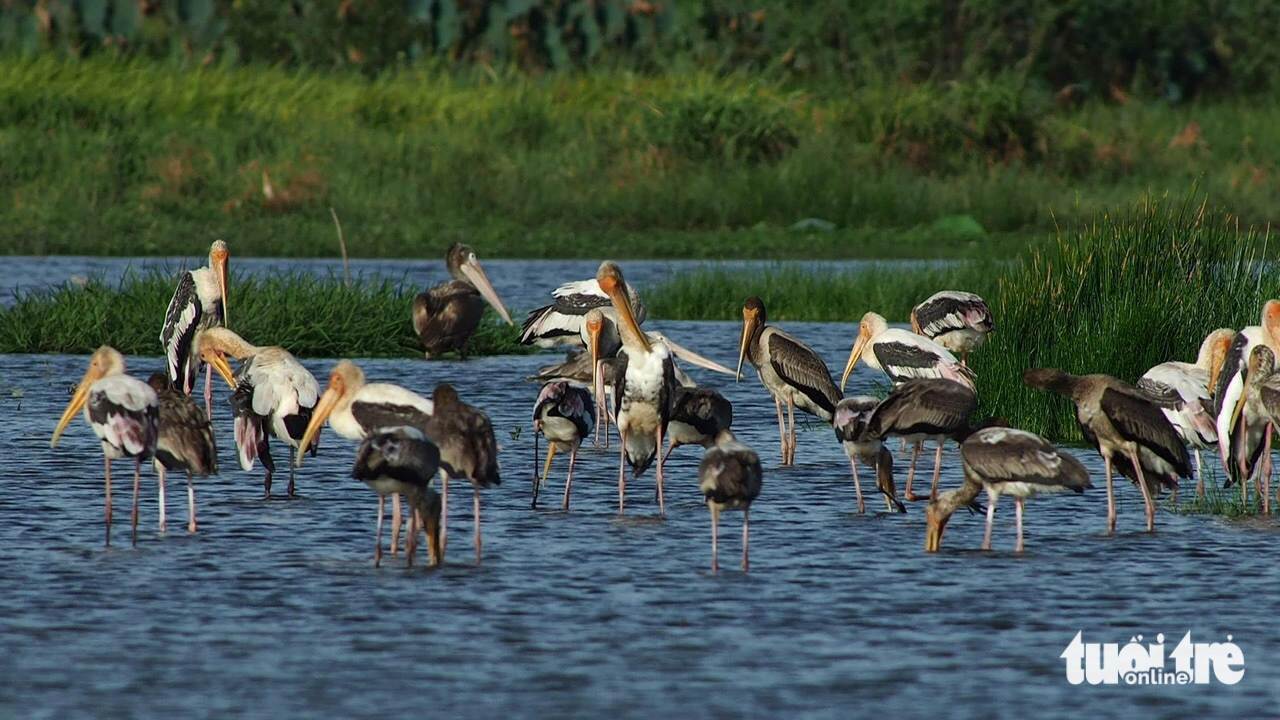 Ecological restoration of Tram Chim National Park requires full media and press information - Photo 2. In addition to the red-headed crane, Tram Chim National Park has 32 species of conservation value out of a total of more than 320 bird species that once lived here - Photo: Nguyen Van Hung
