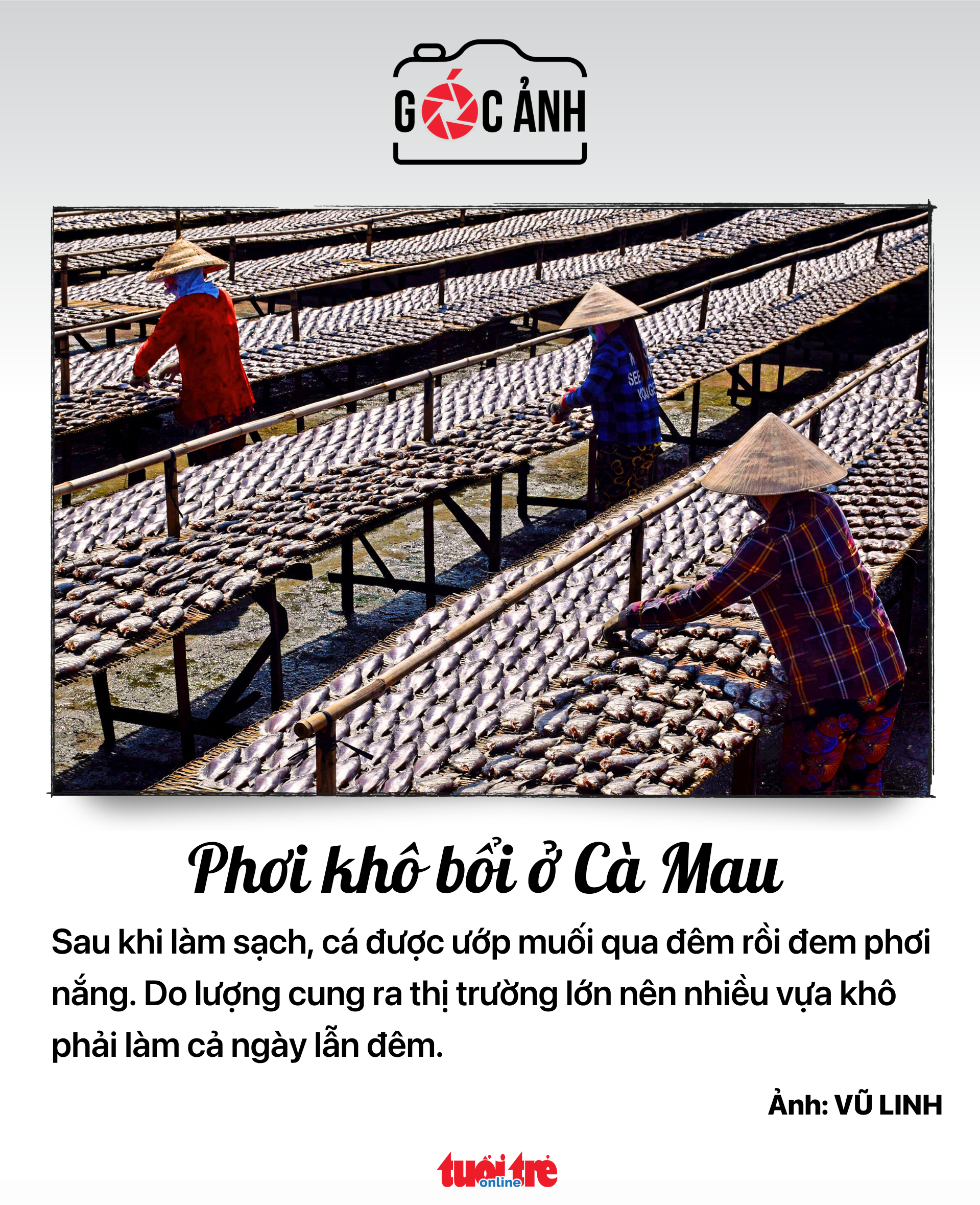 カマウのマルチ乾燥 - 写真: VU LINH カマウのマルチ乾燥 - 写真: VU LINH