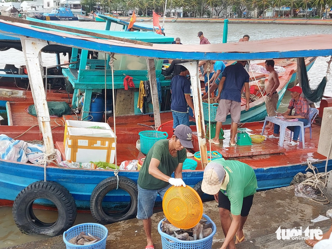 Ngư dân ở Phú Quốc đi lặn bắt ốc tỏi, ốc giác về bán cho thương lái - Ảnh: CHÍ CÔNG