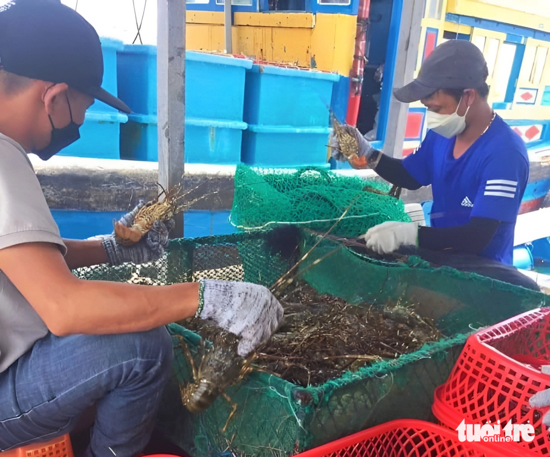カムランのロブスター養殖 - 写真: MINH CHIEN カムランのロブスター養殖 - 写真: MINH CHIEN