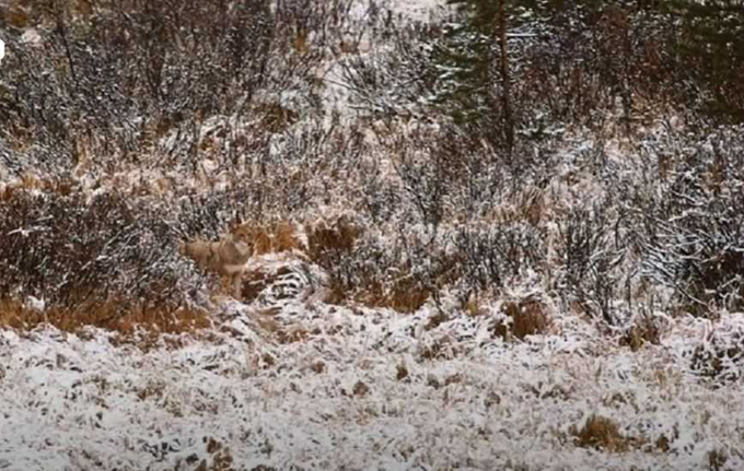 Mắt 10/10 mới thấy con sói trong khu rừng tuyết - Ảnh 1.