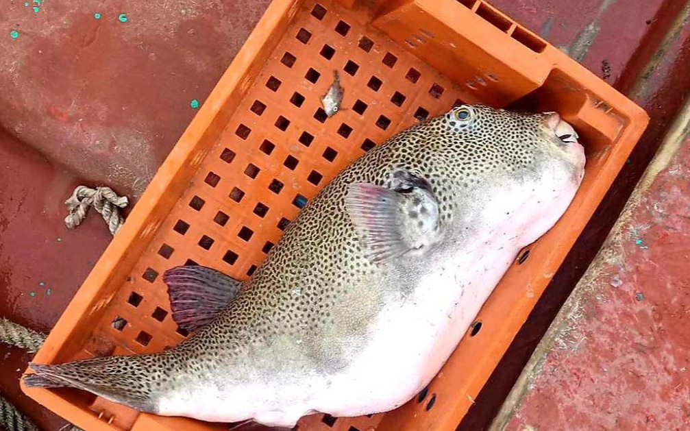 Ăn cá nóc, 3 ngư dân tê lưỡi, nguy kịch- Ảnh 3. Ăn cá nóc: 1 người chết, 2 người nhập viện