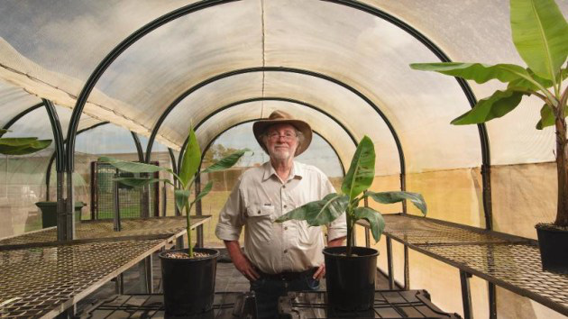     Professor Dale Cavendish next to banana trees (right) and wild banana trees (left) - Photo: foodanddlinkbusiness.com.au