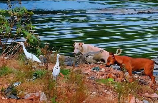 Những con chó được chụp ảnh gần một con cá sấu đang phơi nắng ở bang Maharashtra - Ảnh: JOURNAL OF THREATENED TAXA